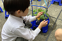 20250527asagao8_2