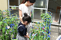 20250620asagao2