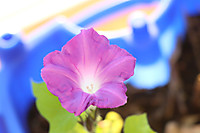 20251121asagao 20251121asagao