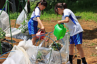 20260507yasai9