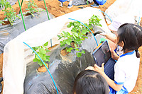 20260508yasai1