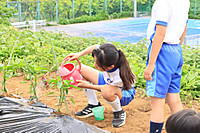 20260508yasai2