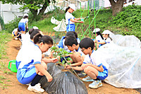 20260508yasai7