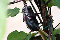 20260520nouen2 20260520nouen2