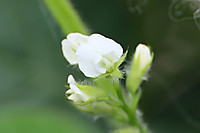 Yasai3