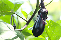 20260804natu1 20260804natu1
