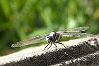 20260806_natsuu001 20260806_natsuu001