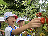 Tomato1