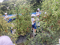Tomato2_2