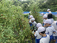 Tomato4